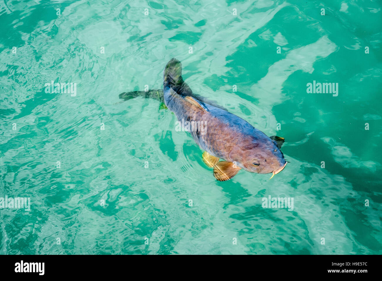 Carp swims quiet on the water surface Stock Photo