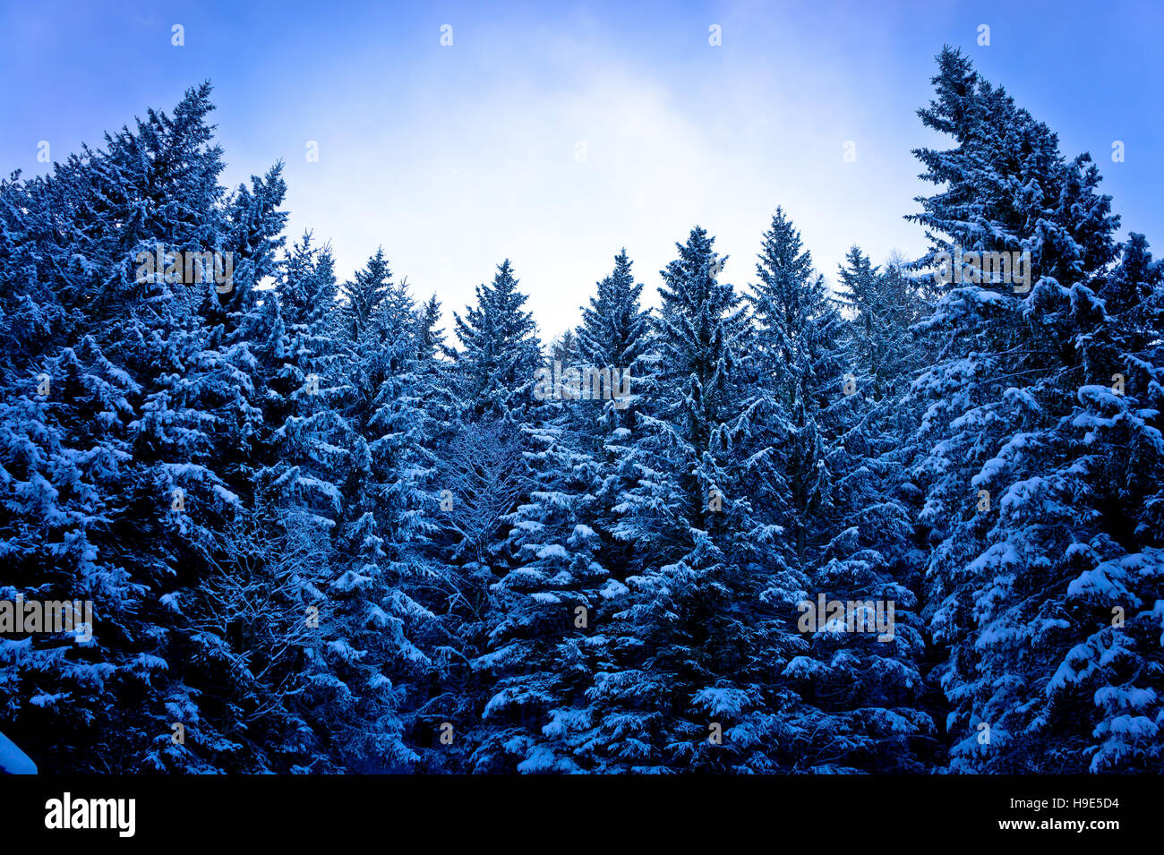 Alps pine tree forest in snow view Stock Photo
