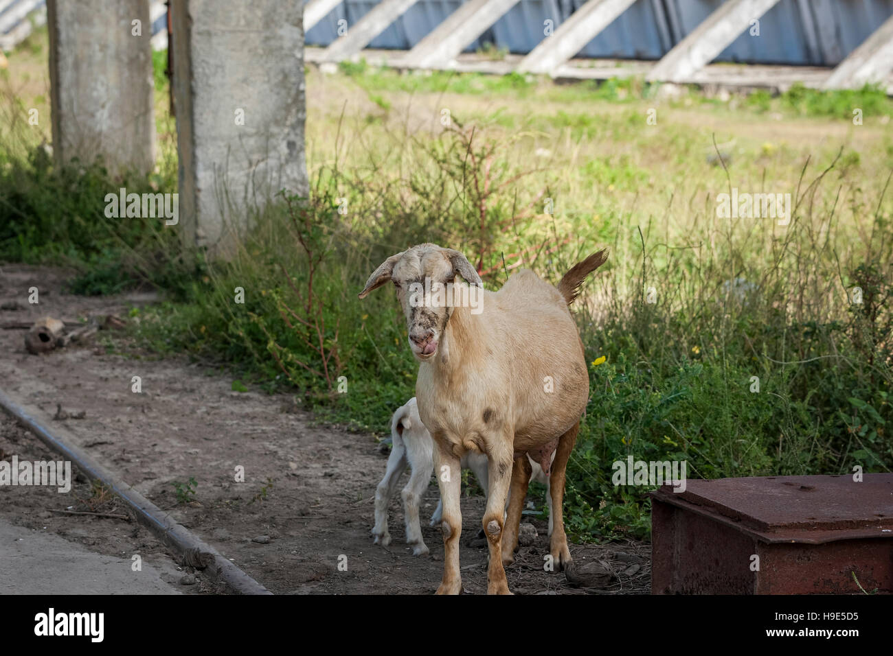 Nanny goat protects her kid goat from an out of shot stray dog Stock