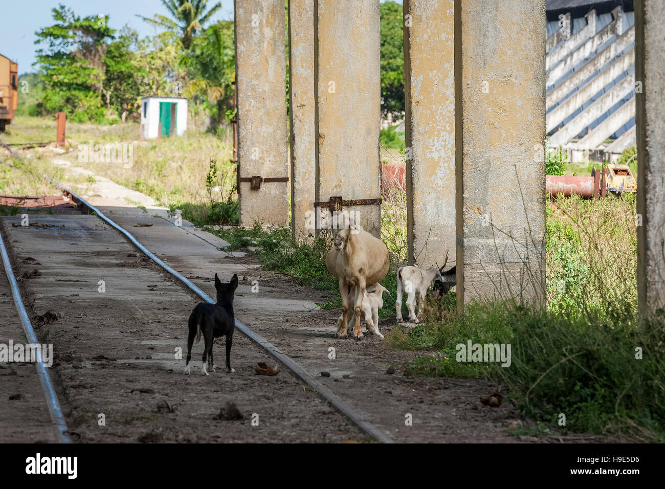 Stray kids hires stock photography and images Alamy