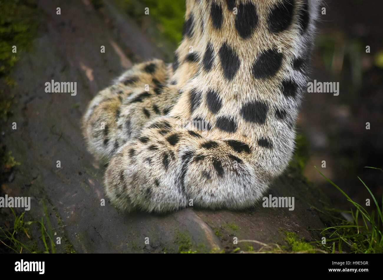Close-up photo of a leopard's paw. Concept for a gentleness and softness combined with power. Stock Photo