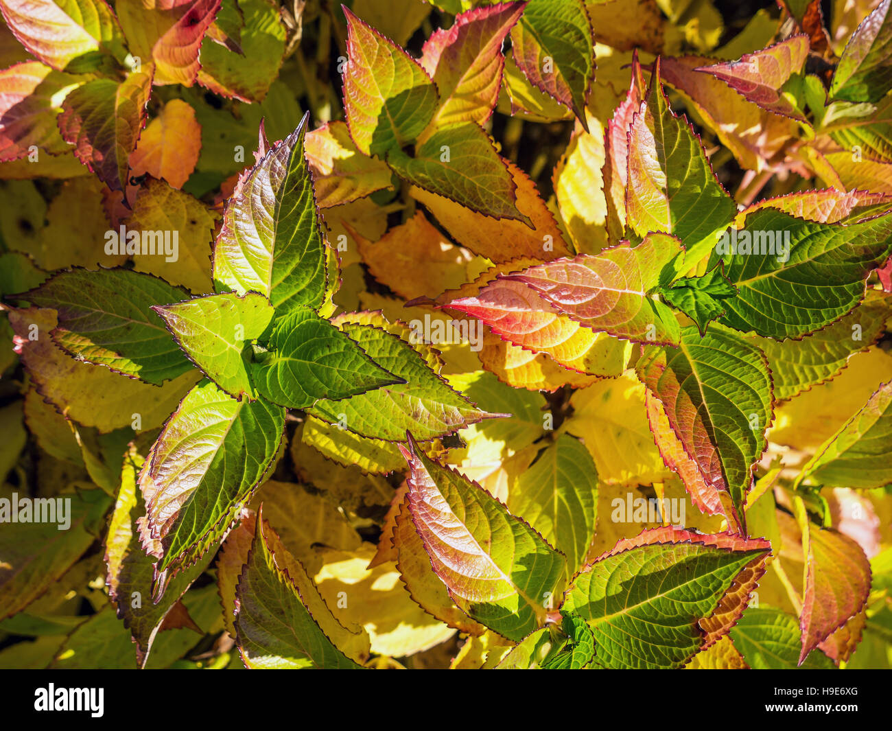 Closeup of Smooth Hydrangea leaves in fall time colors Stock Photo