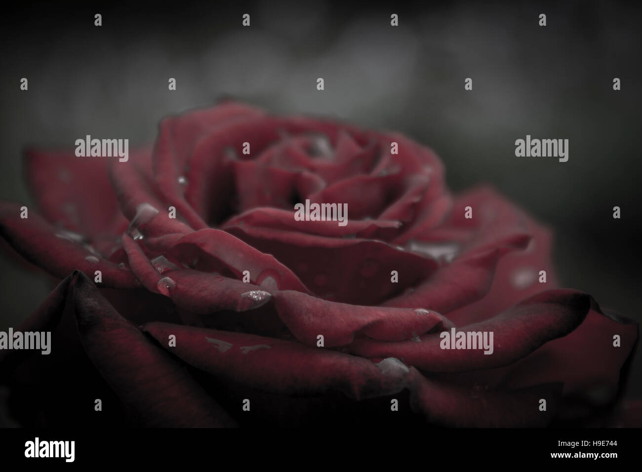 Macro image of dark red rose with water droplets macro Stock Photo - Alamy