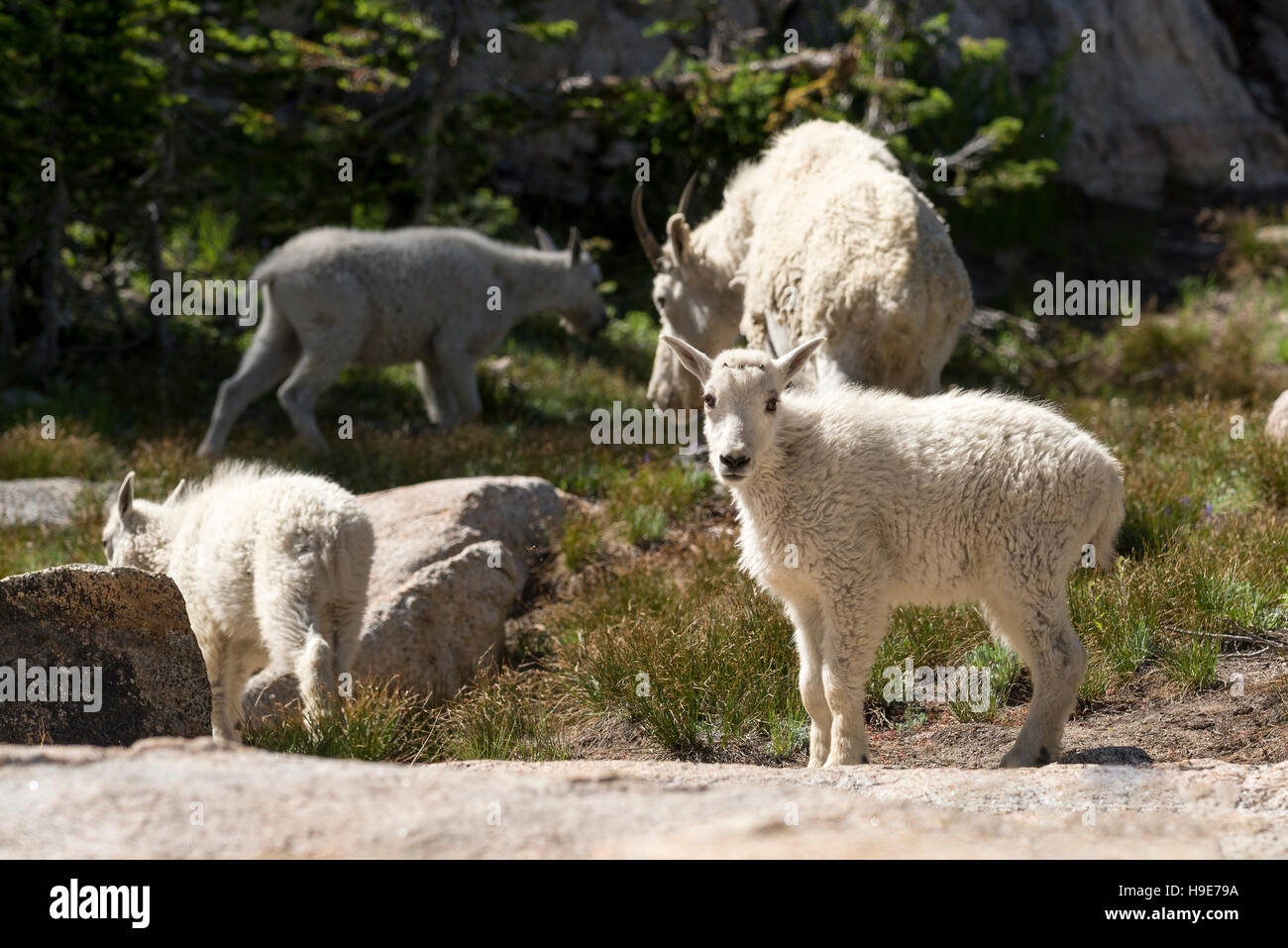 Mountain goat nanny and kids in Oregon's Wallowa Mountains Stock Photo ...