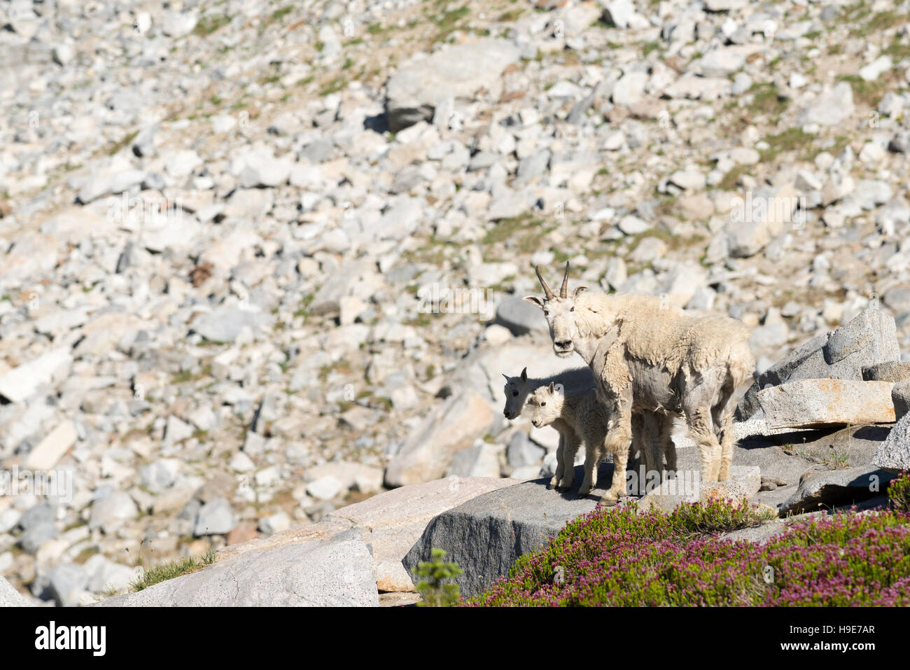 Mountain goat nanny and kids in Oregon's Wallowa Mountains Stock Photo ...
