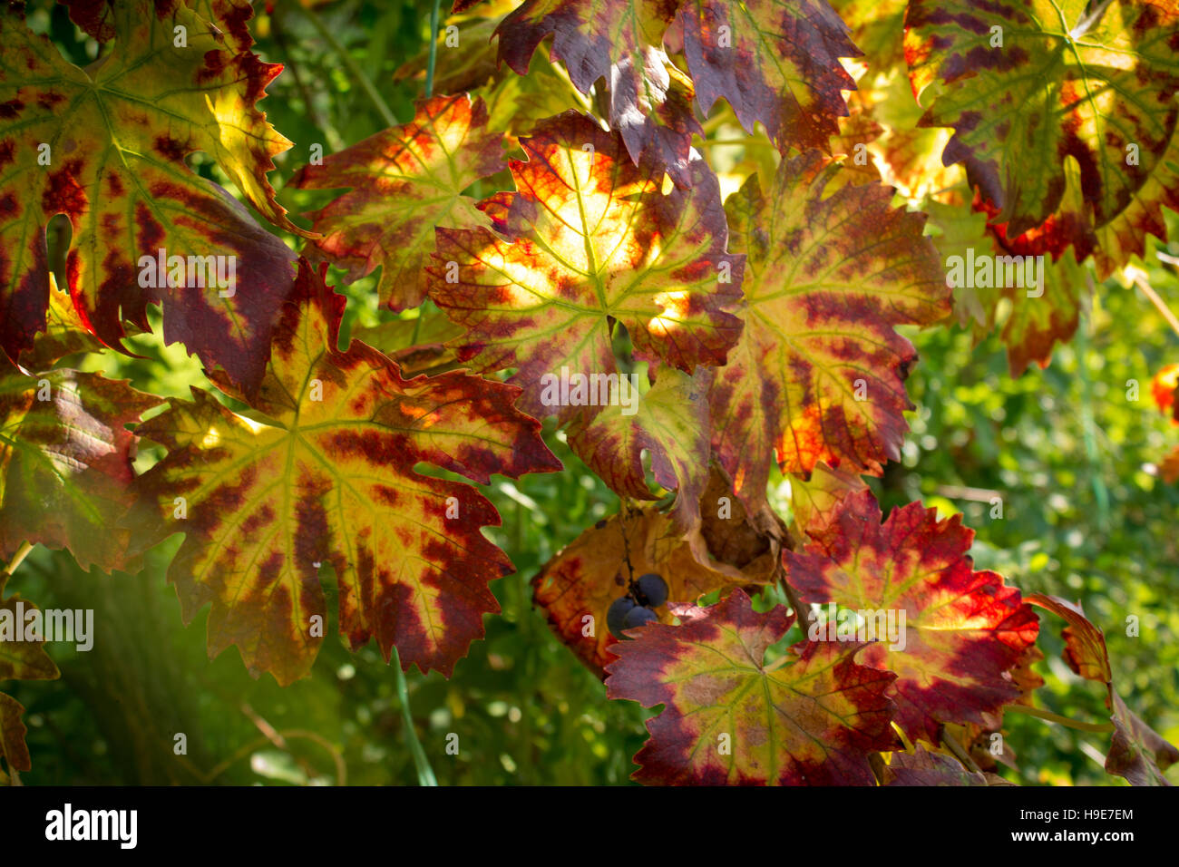 Grape leaf closeup in sunlight. Color photo Stock Photo - Alamy