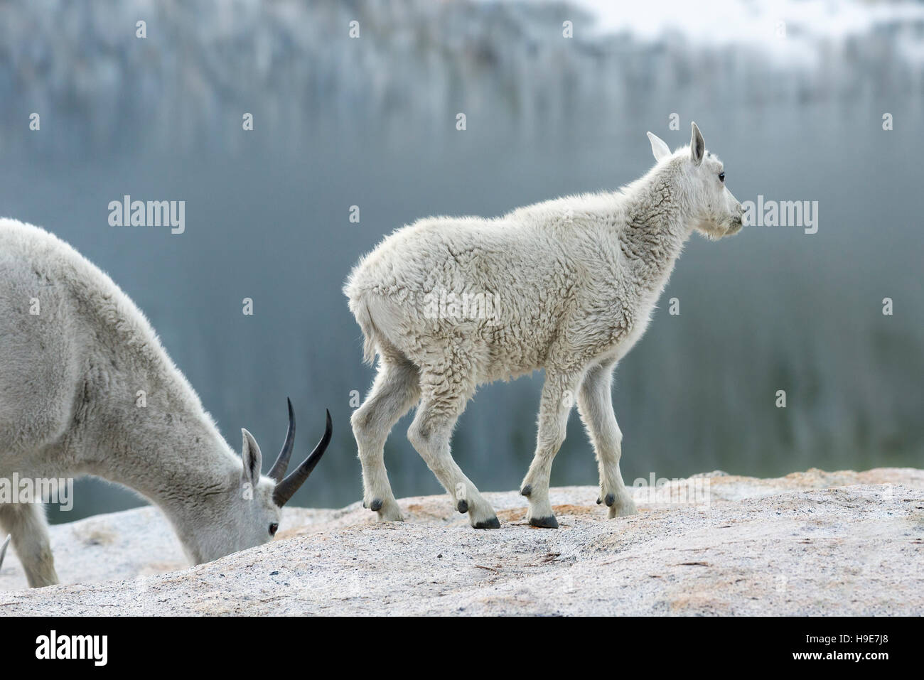 Mountain goat nanny and kid in Oregon's Wallowa Mountains Stock Photo ...