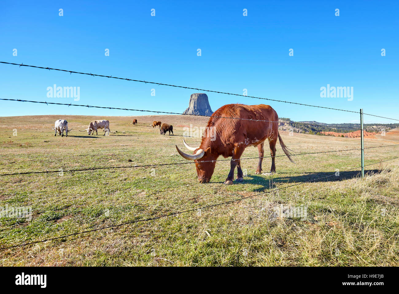 Cattle behind barbed wire fence with Devils Tower in distance, top attraction in Wyoming State, USA. Stock Photo