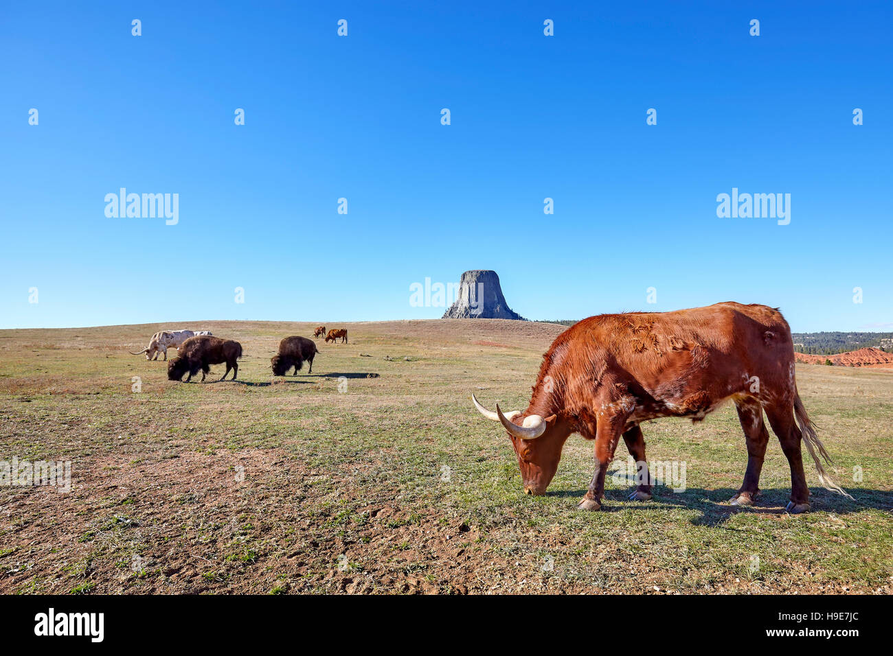 Cows and bison with Devils Tower in distance, top attraction in Wyoming State, USA. Stock Photo