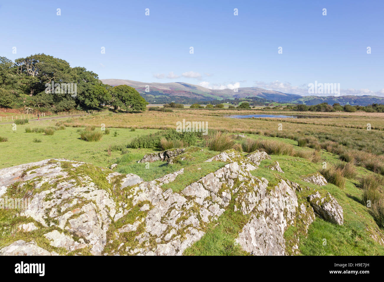 Ynyshir RSPB nature reserve beside the Dyfi estuary in Ceredigion, Mid
