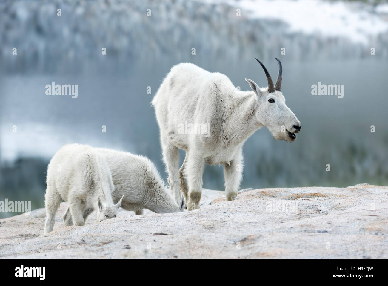 Mountain goat nanny and kids in Oregon's Wallowa Mountains Stock Photo ...