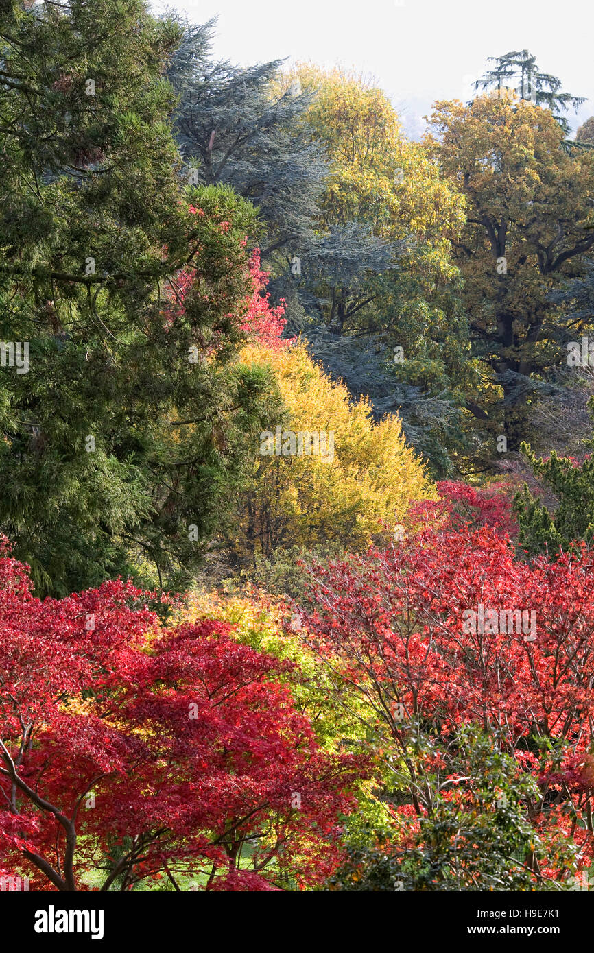 Seasonal Autumn colour. Stock Photo