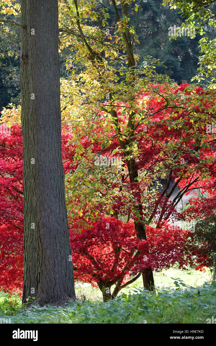 Seasonal Autumn colour. Stock Photo