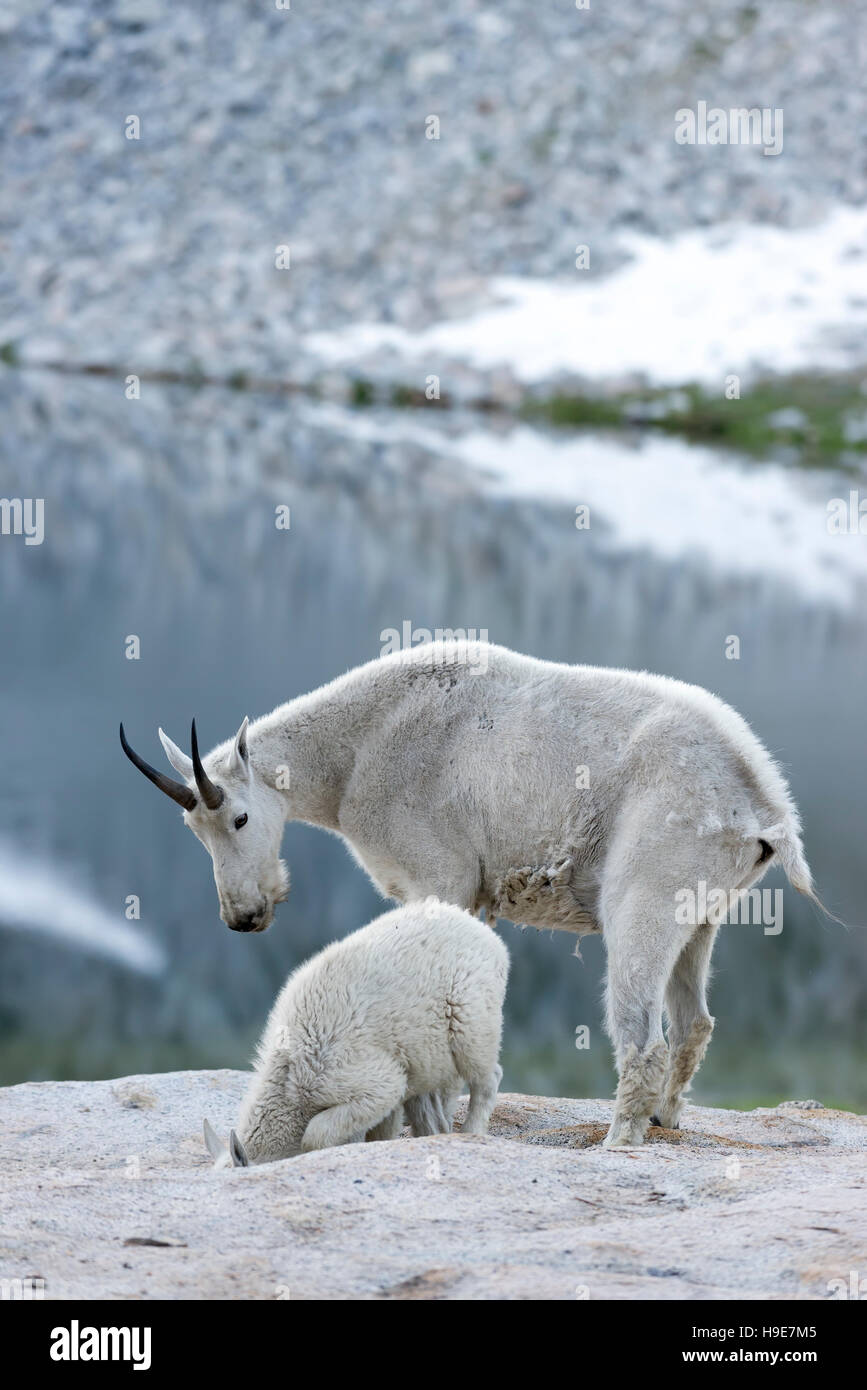 Mountain goat nanny and kid in Oregon's Wallowa Mountains Stock Photo ...