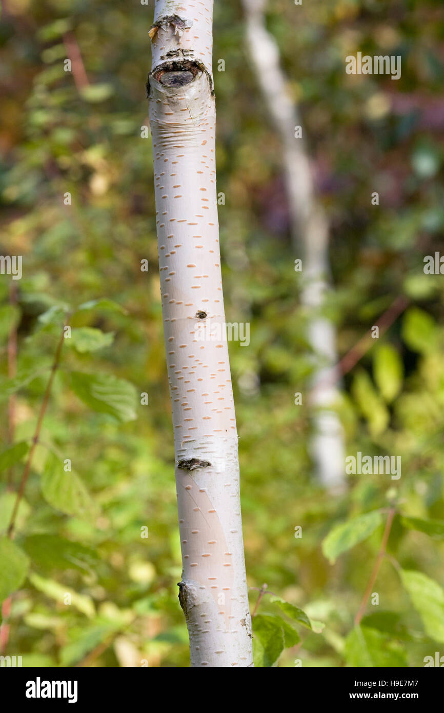 Betula utilis 'Silver Shadow'. Himalayan birch. Stock Photo