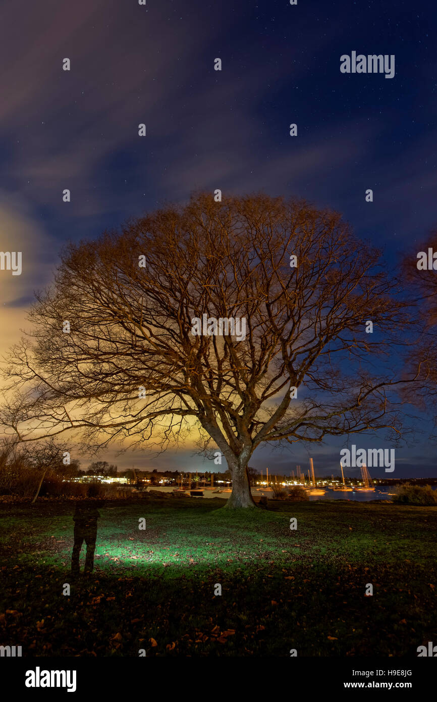 Oak tree and moving clouds and stars  at twilight-Oak Bay, Victoria, British Columbia, Canada. Stock Photo