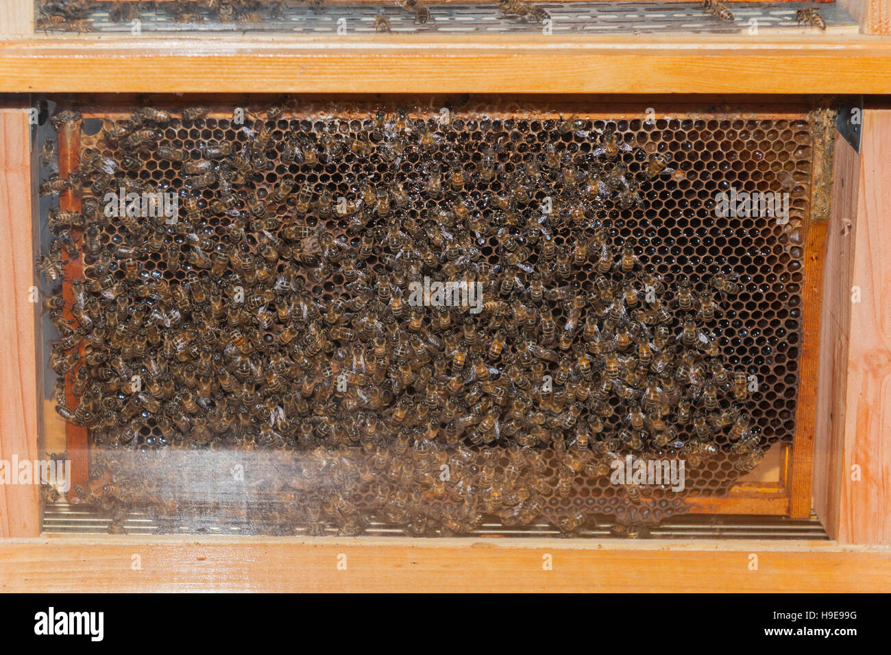 https://c8.alamy.com/comp/H9E99G/honey-bees-in-a-glass-hive-H9E99G.jpg