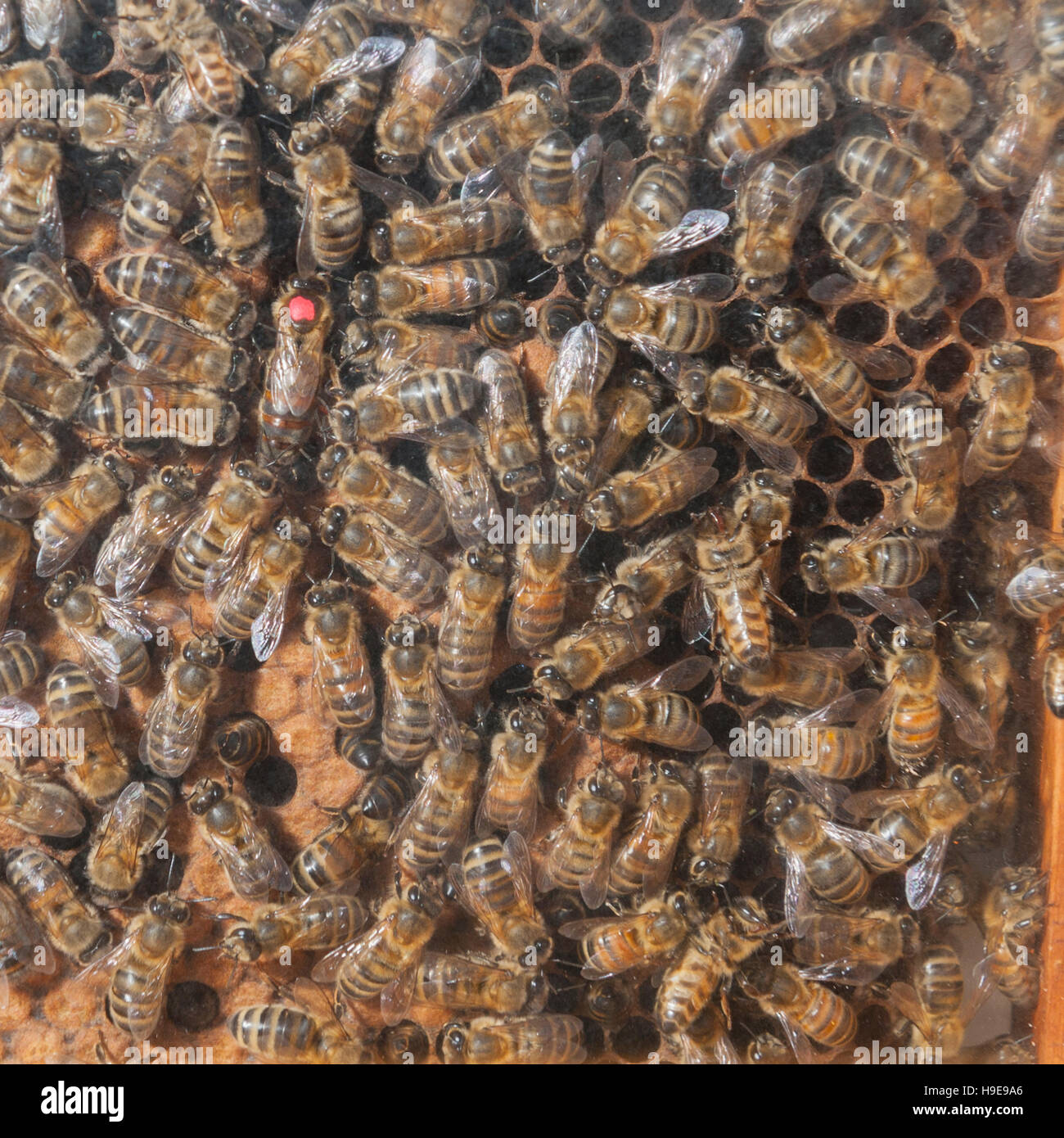 Honey Bees in a glass hive with the Queen Bee marked in red Stock Photo