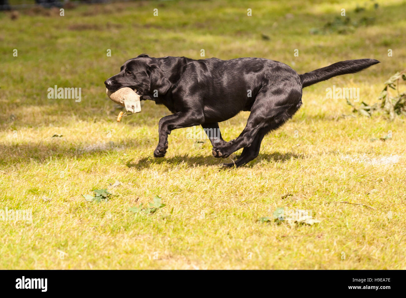 A working gundog at the Royal Norfolk Show in the Showground , Norwich , Norfolk , England , Britain , Uk Stock Photo