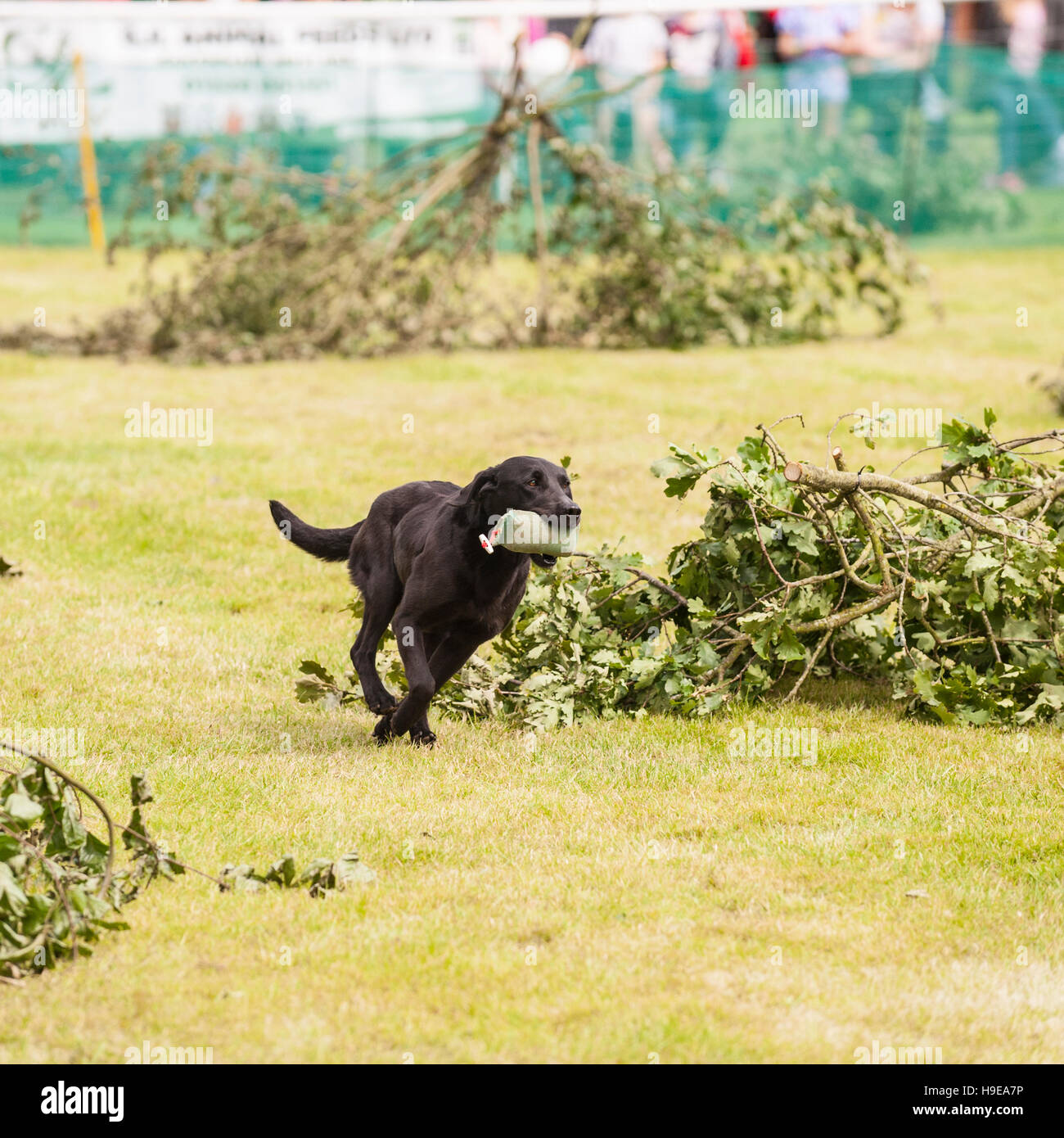 A working gundog at the Royal Norfolk Show in the Showground , Norwich , Norfolk , England , Britain , Uk Stock Photo