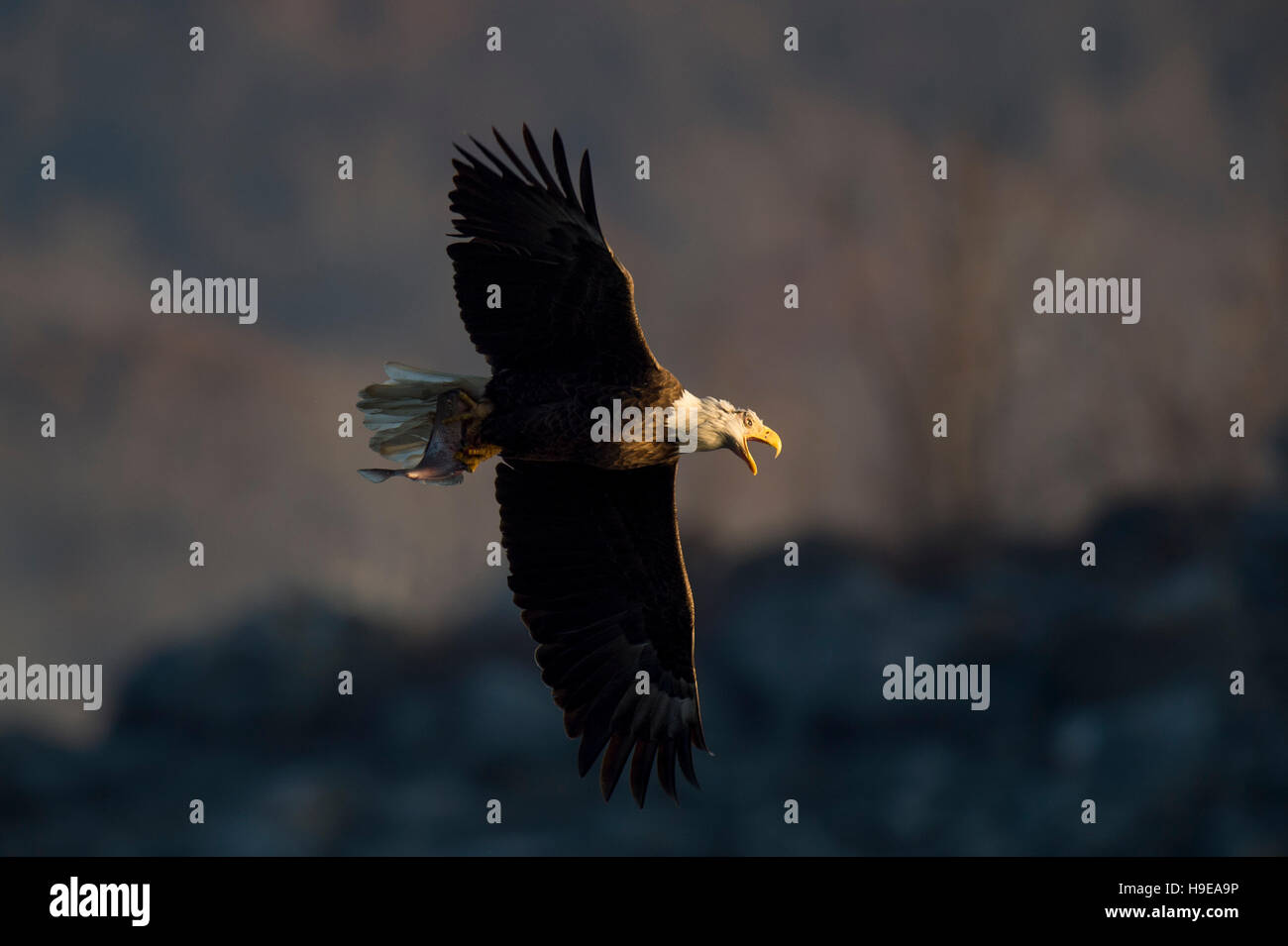 A Bald Eagle calls out loudly as it flies by with a fish in its talons as the sun shines on early in the morning. Stock Photo