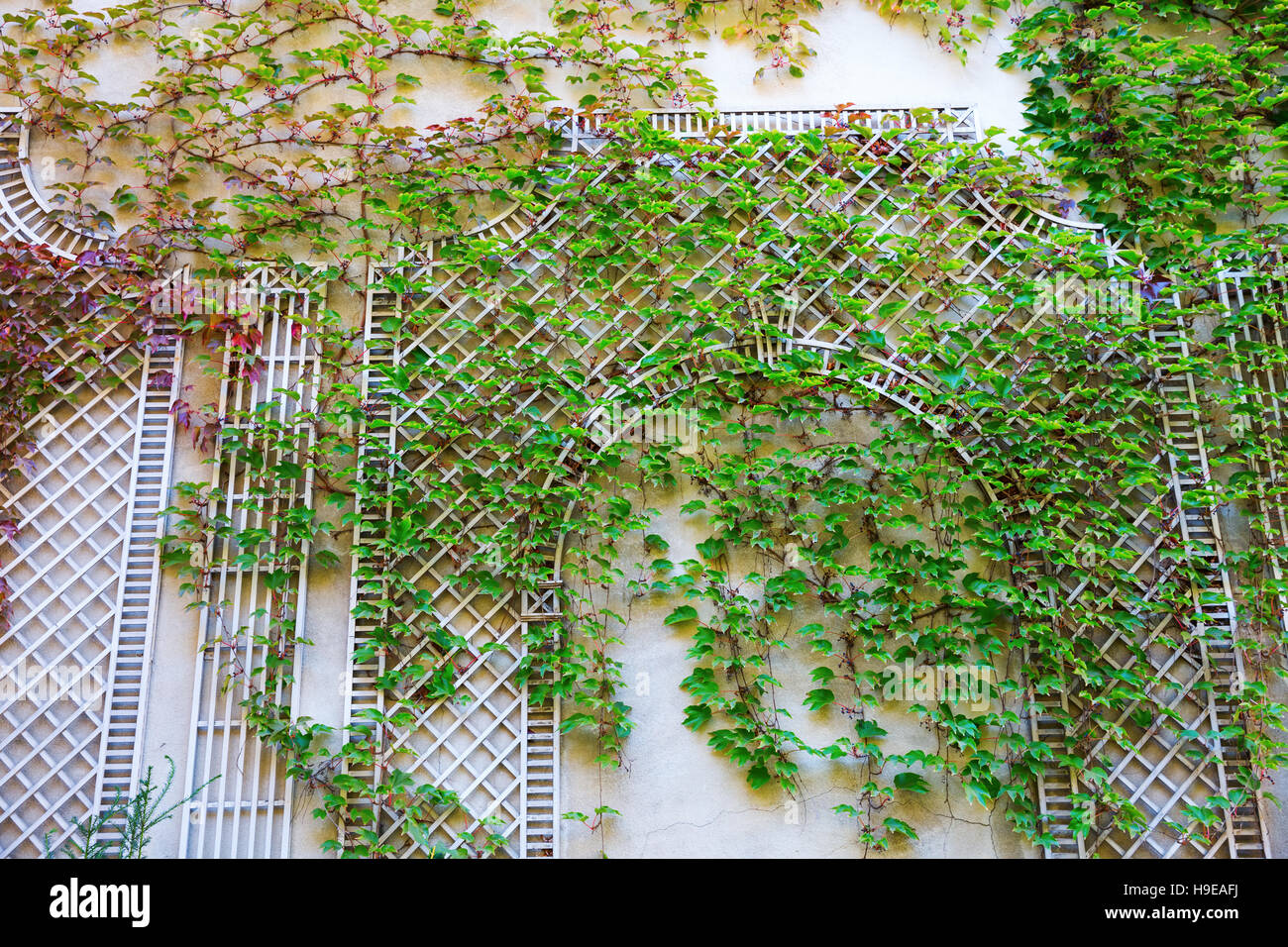 wall with vintage style climbing supports covered with vine tendrils Stock Photo