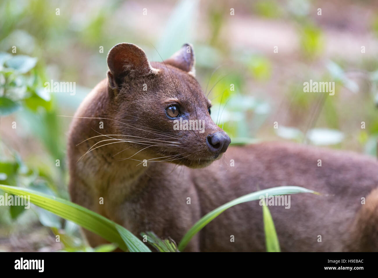 Fossa (Cryptoprocta ferox), cat-like, carnivorous mammal endemic to Madagascar,  Fossa diet includes lemurs. Andasibe, Vakona Private Reserve. Madagas Stock Photo