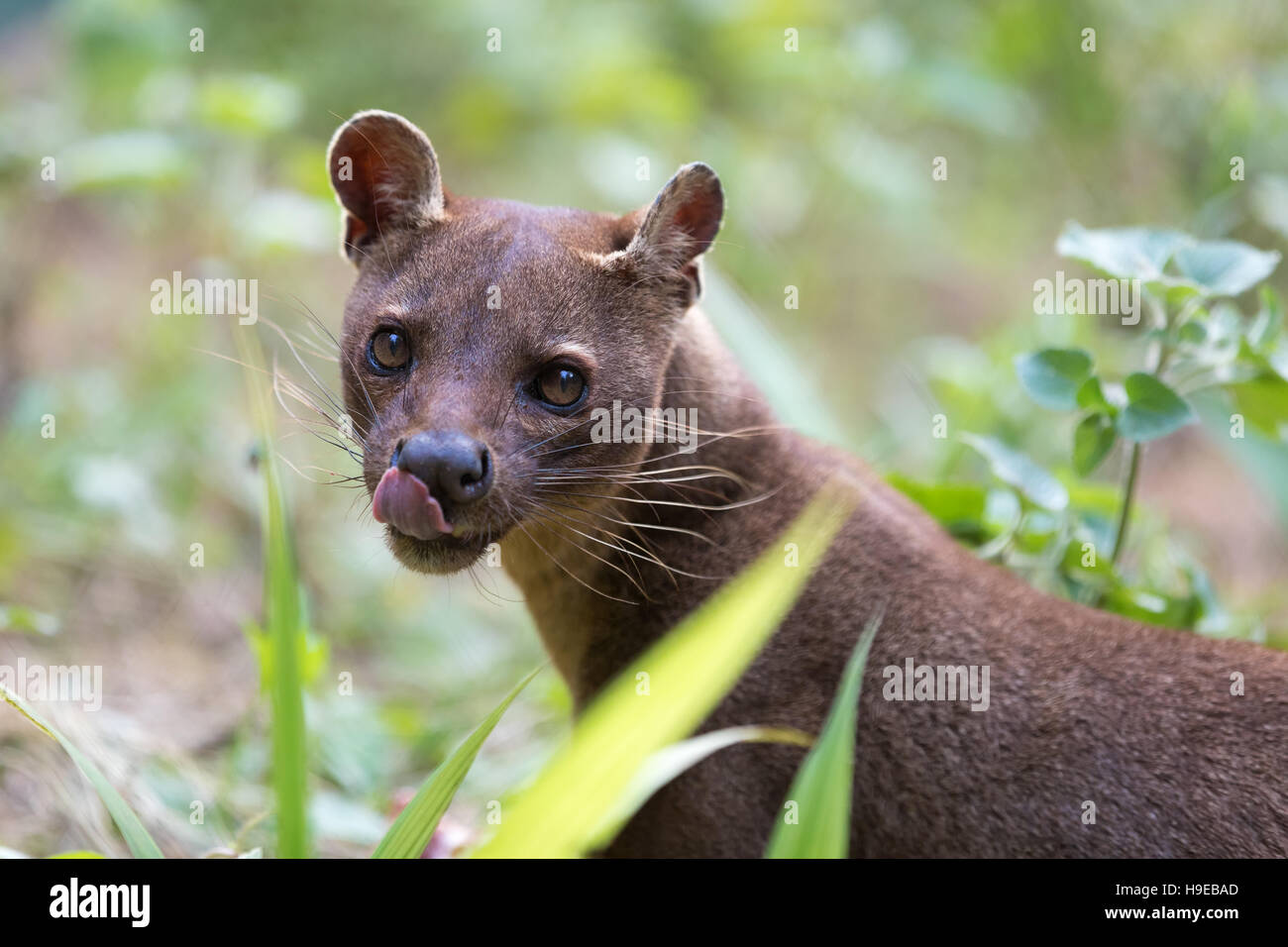 Fossa (Cryptoprocta ferox), cat-like, carnivorous mammal endemic to Madagascar,  Fossa diet includes lemurs. Andasibe, Vakona Private Reserve. Madagas Stock Photo