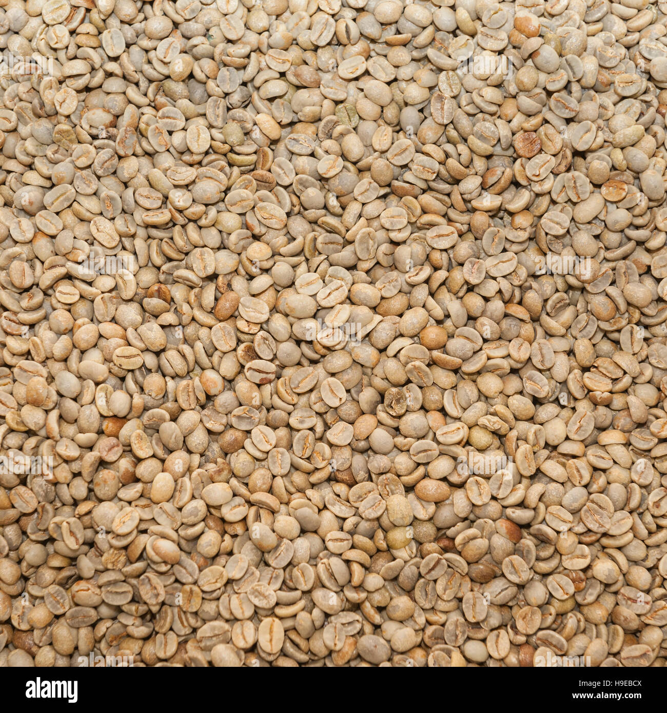 Brazil Santos RFA coffee beans used at Green Farm coffee in Rackheath , Norwich , Norfolk