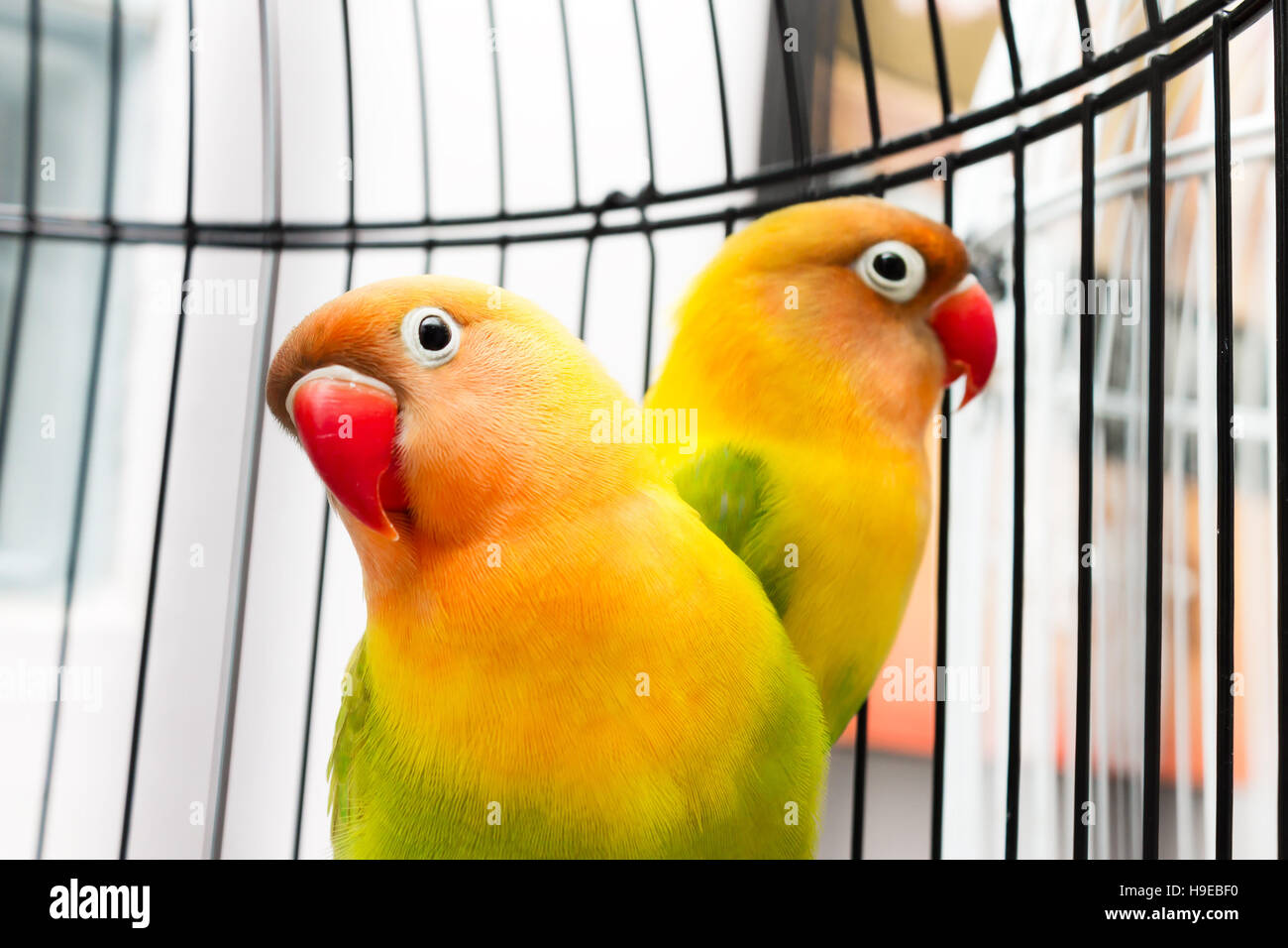 Couple of beautiful colorful Lovebirds in the bird cage Stock Photo - Alamy