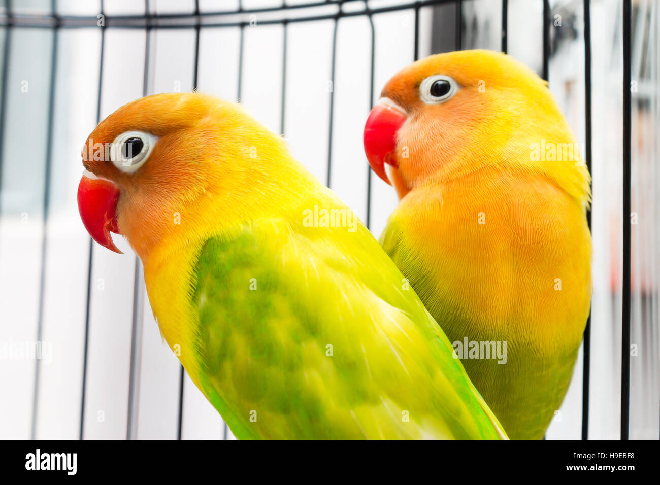 Couple of beautiful colorful Lovebirds in the bird cage Stock Photo Alamy