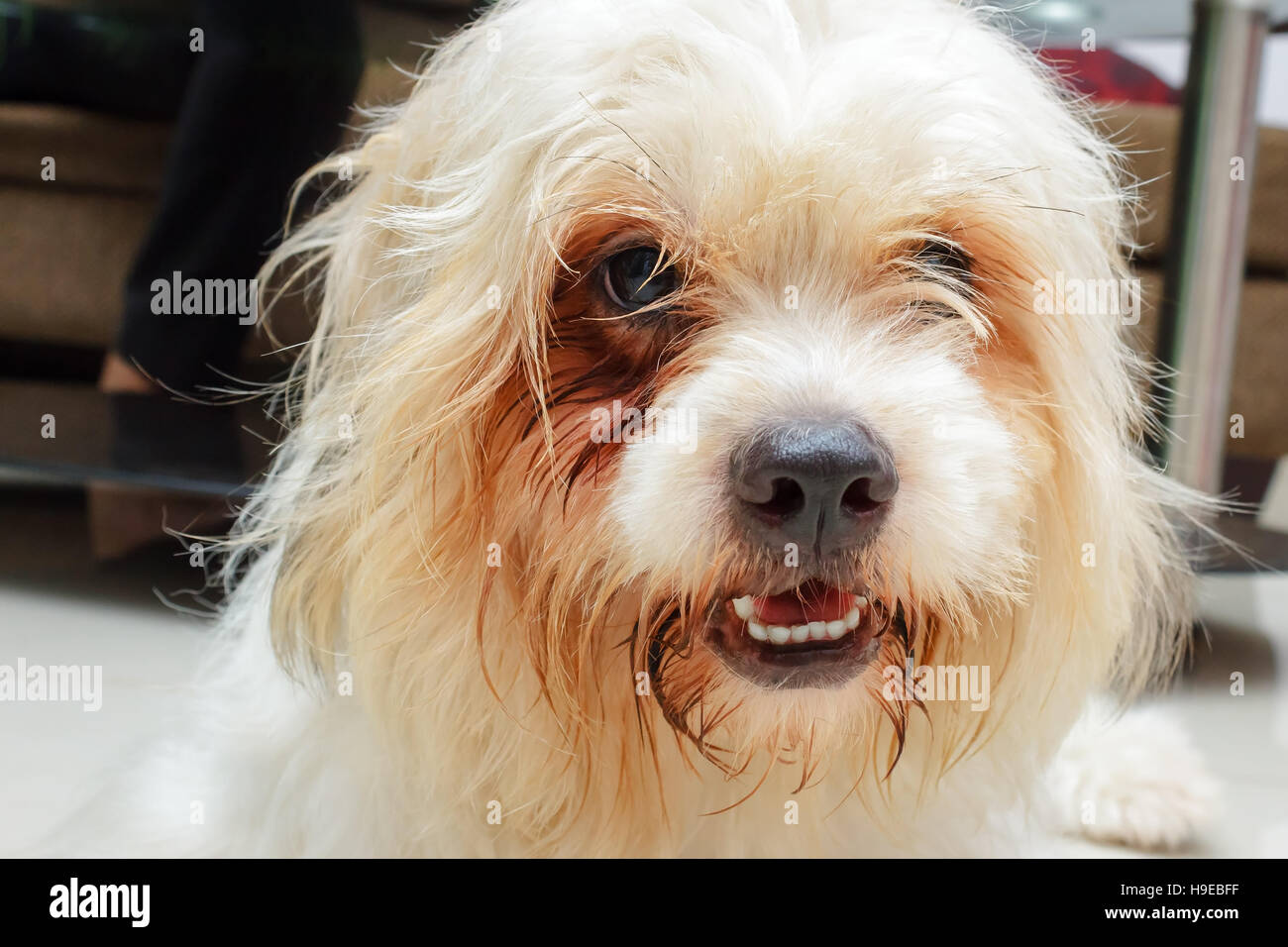 Cute bushy haired dog poses to the camera Stock Photo Alamy
