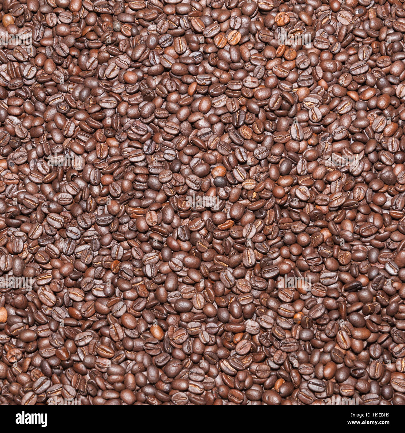 Roma coffee beans used at Green Farm coffee in Rackheath , Norwich