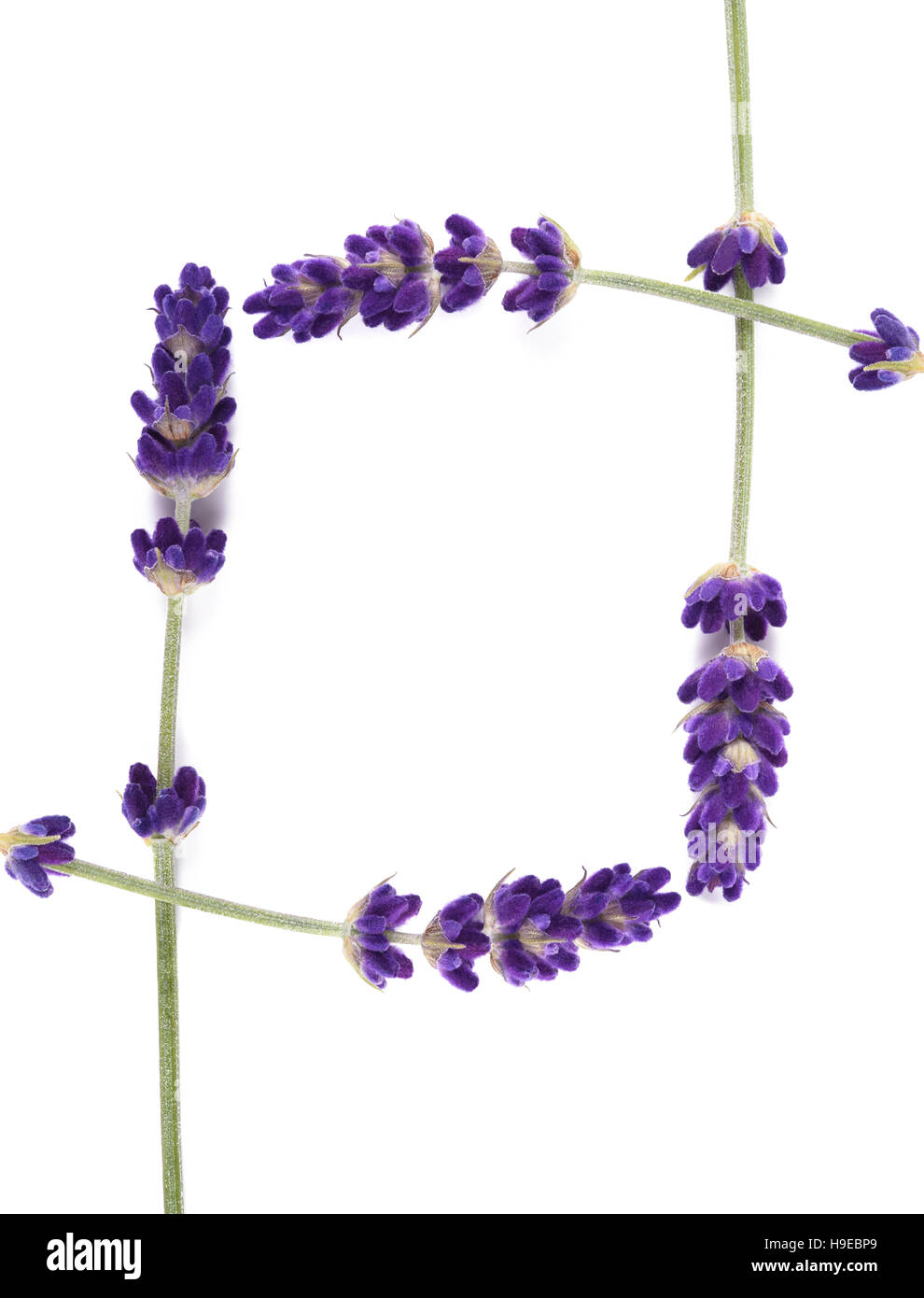 Square frame of Lavender flowers with Clipping path Stock Photo