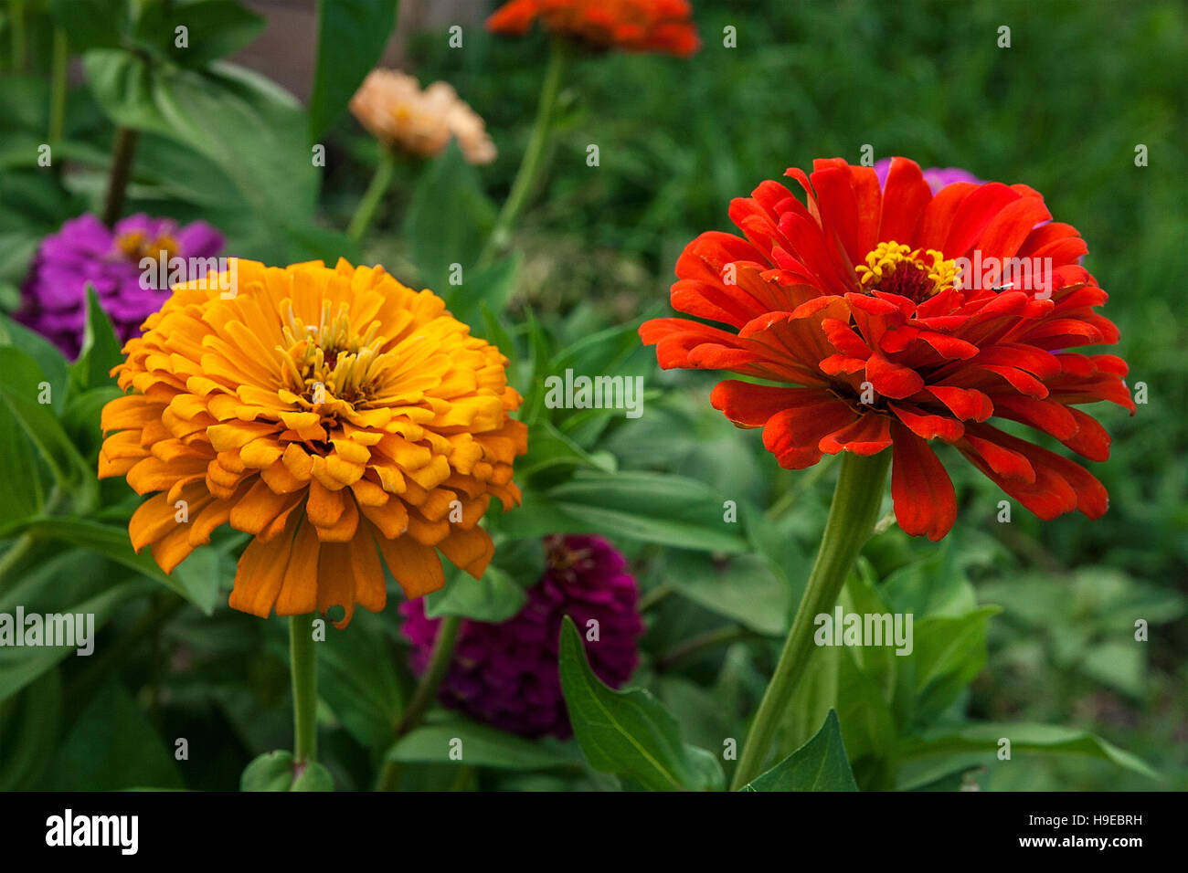 Beautiful Zinnia Flowers On Green Leaf Background Close Up View Of Stock Photo Alamy