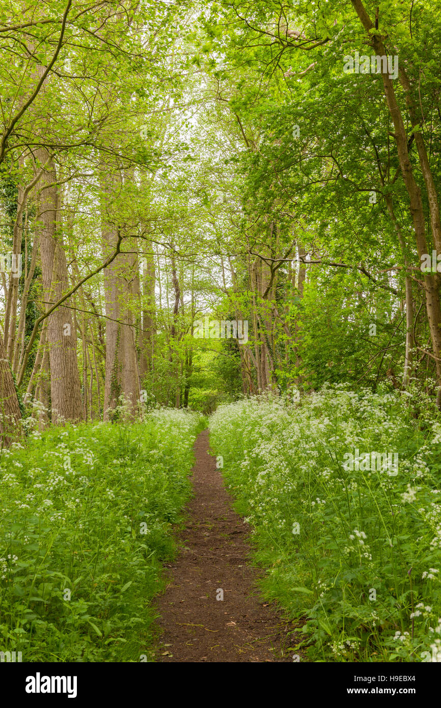 The old railway line walk in Broome , Bungay , Suffolk , England , Britain , Uk Stock Photo