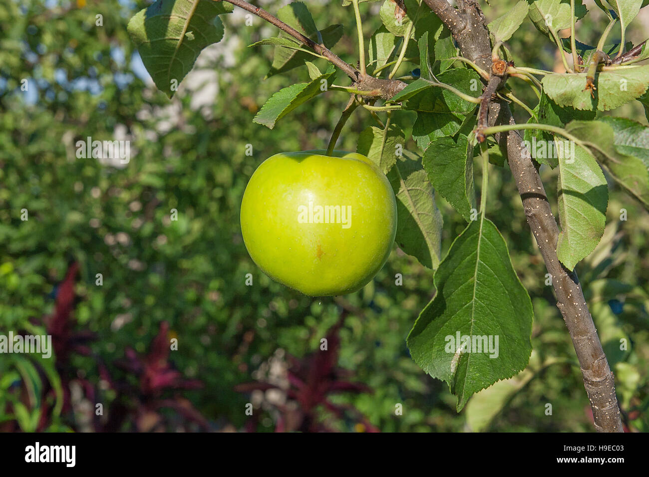 Summer sunlight green branch tree hi-res stock photography and images ...