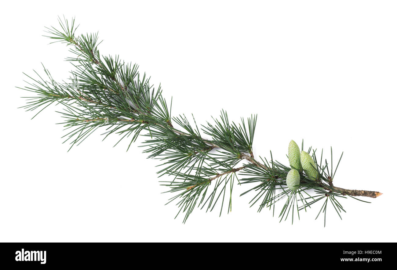 Pine branch with buds isolated on white Stock Photo