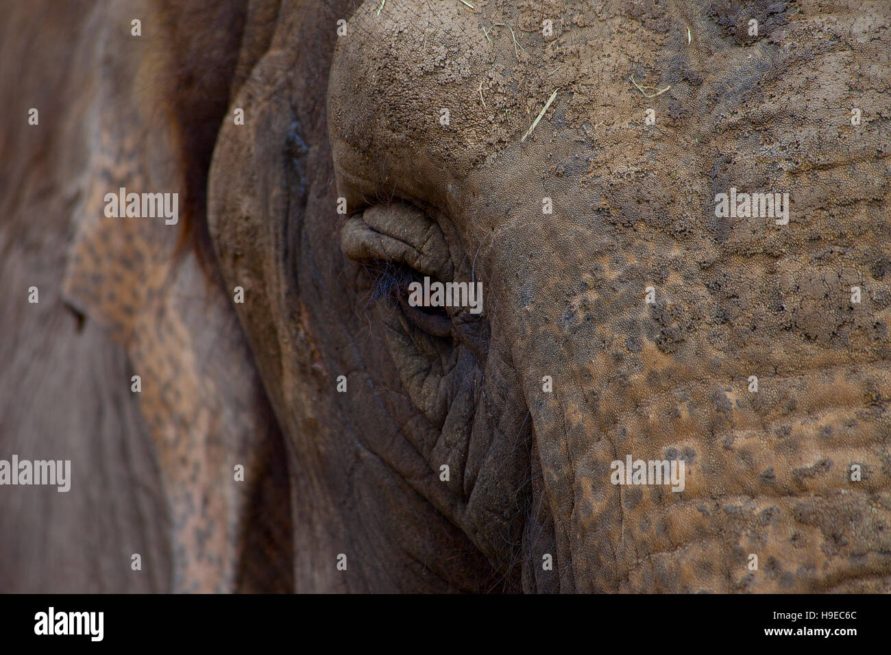 Detailed elephant head and eye Stock Photo