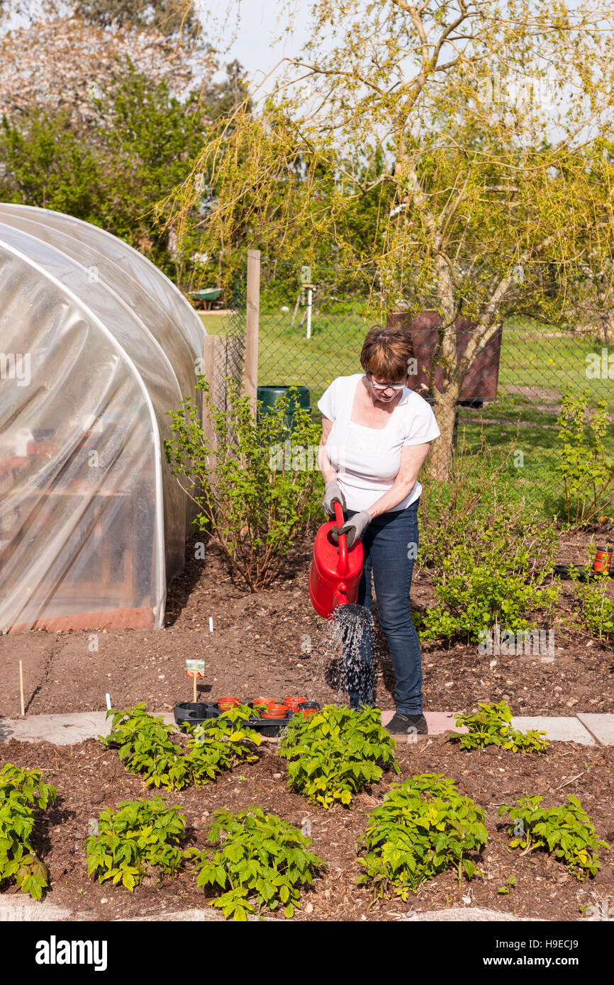 A mature woman watering plants in a vegetable patch in a mature garden