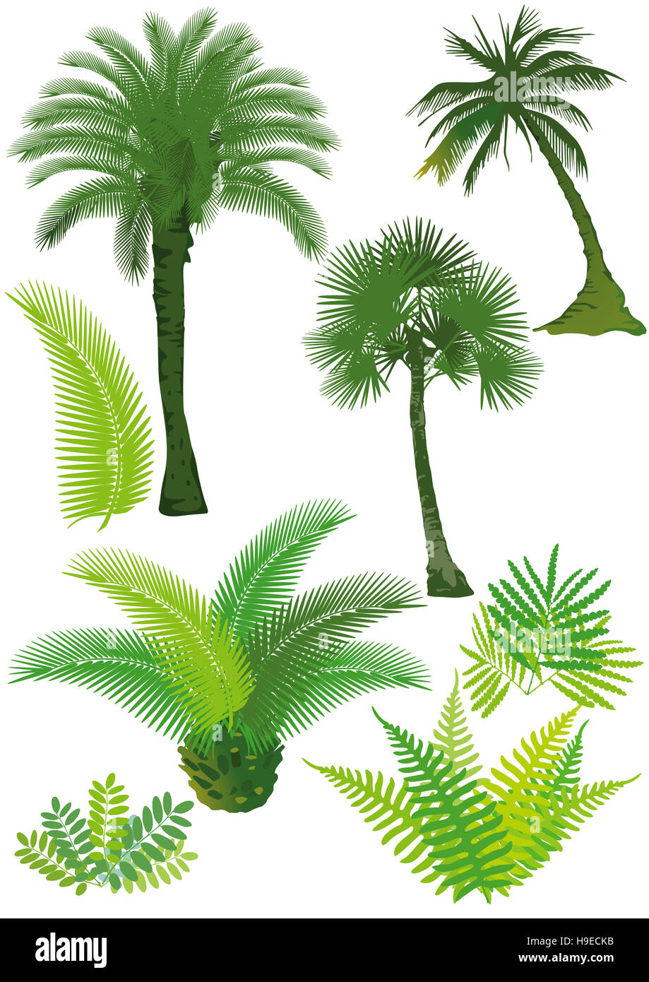 palm trees and ferns Stock Photo Alamy