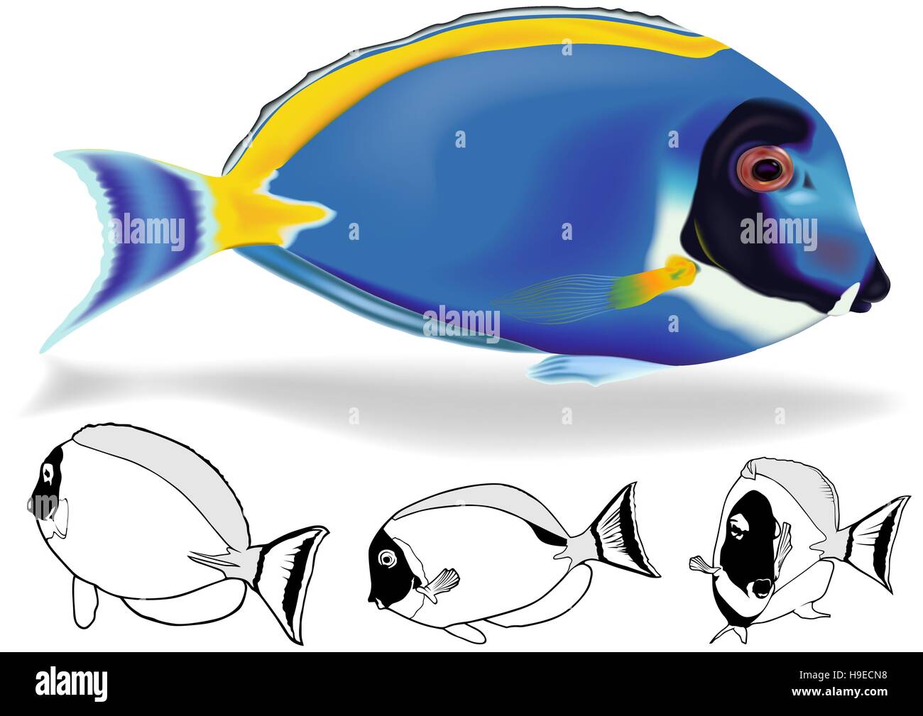 Powder Blue Tang Set Stock Vector Image & Art Alamy