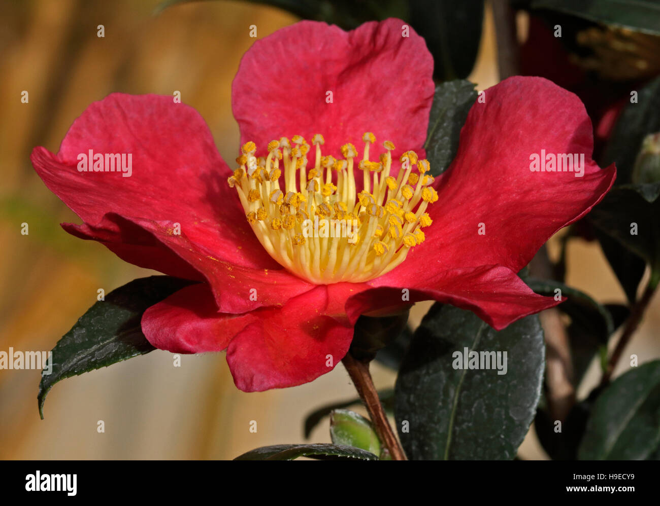 Camellia Vernalis Yuletide - winter flowering Camellia Stock Photo