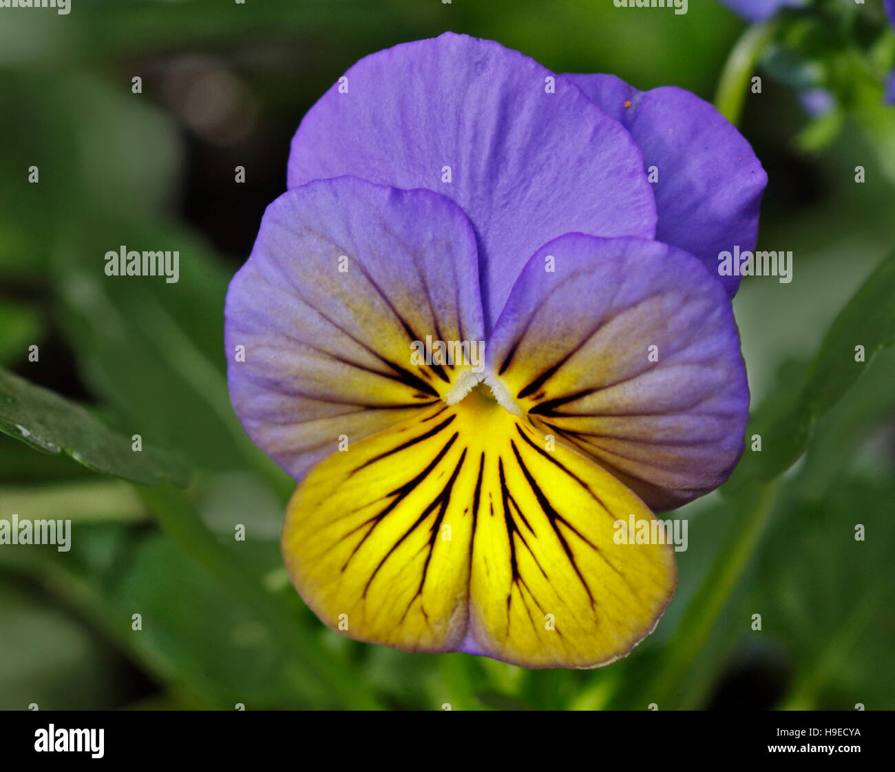 Viola blooms hires stock photography and images Alamy