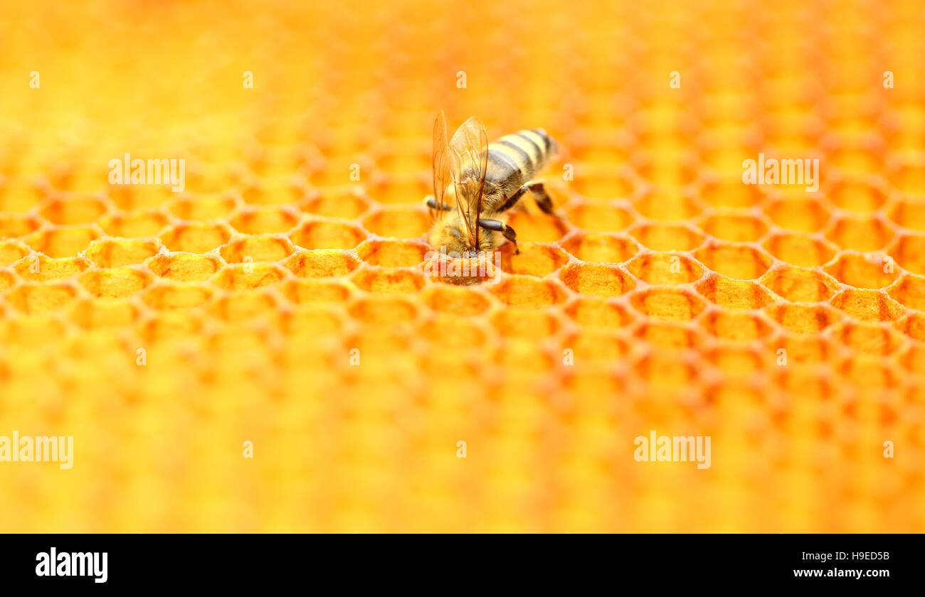 Bee in honeycomb Stock Photo