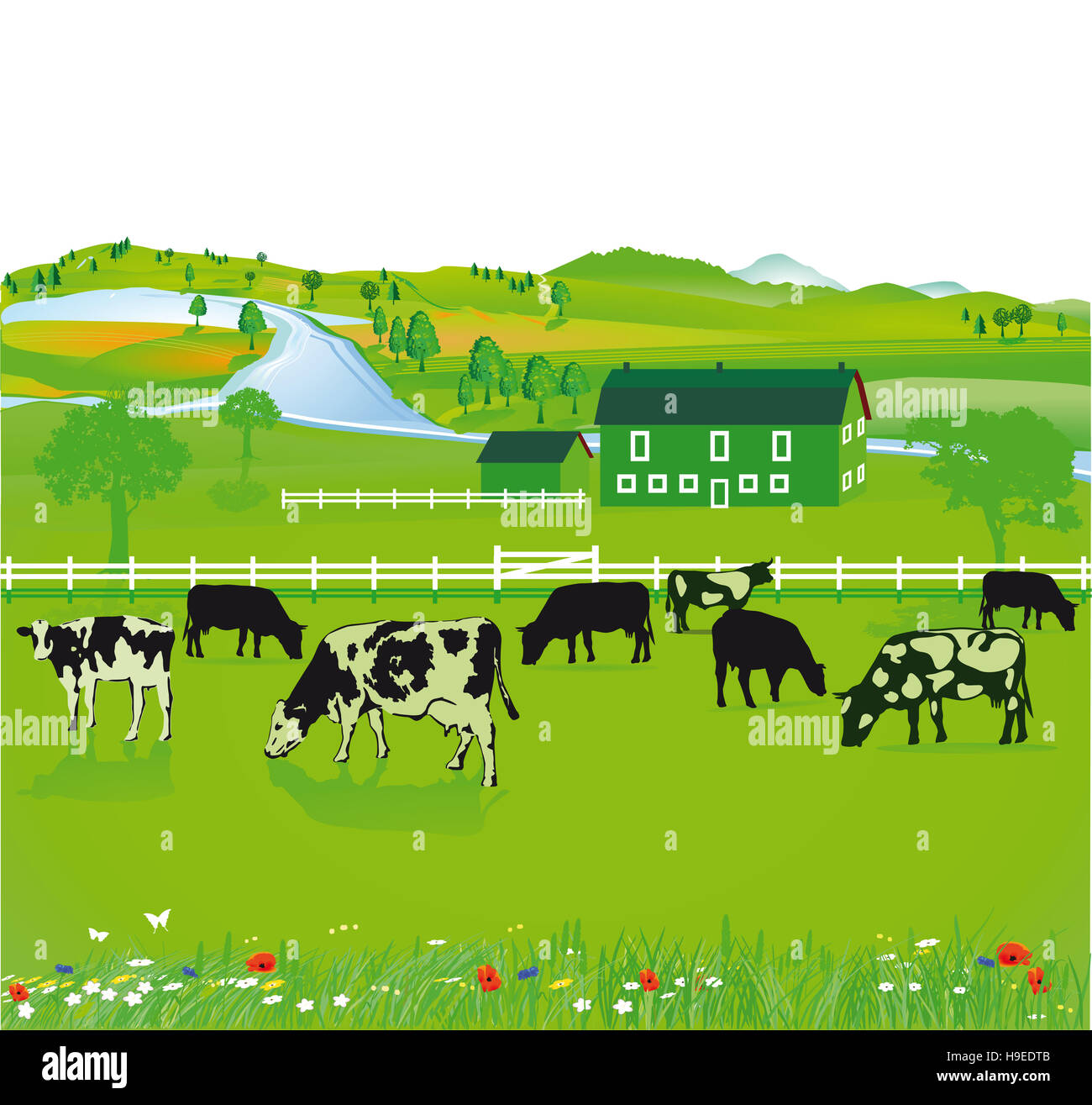 Agriculture with cows Stock Photo - Alamy