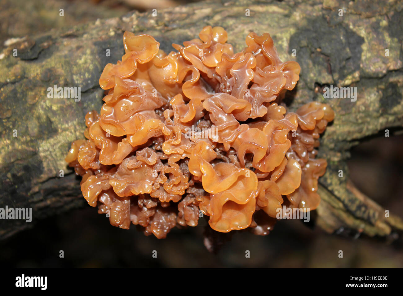 Leafy Brain Tremella foliacea Stock Photo