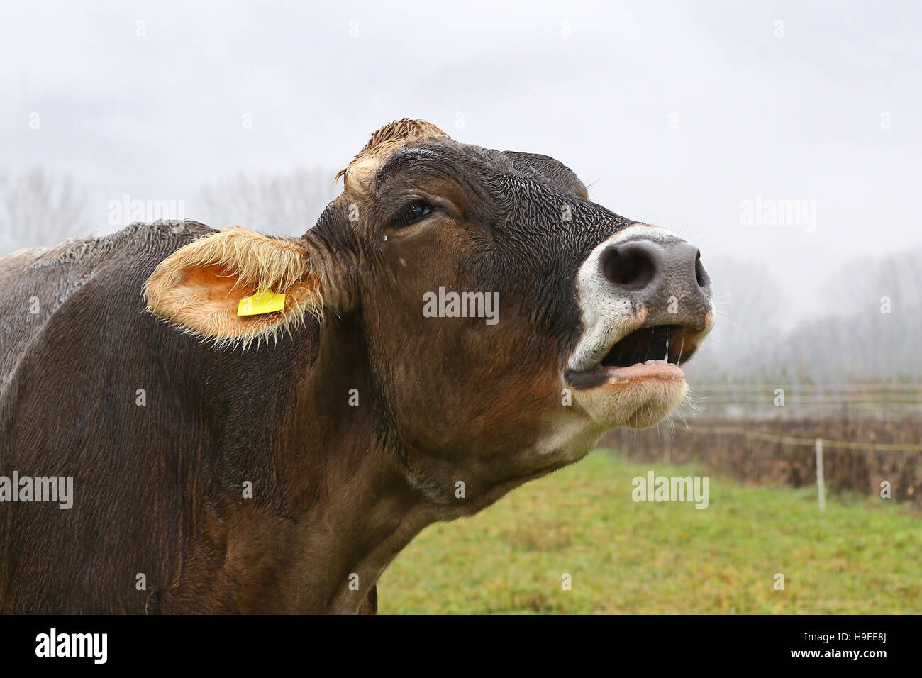 Wet brown cow mooing in green field on a rainy day Stock Photo