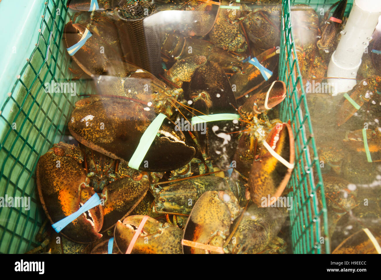 Lobsters in a cold water tank at Halls Harbour Lobster Pound in Nova Scotia, Canada. Hall's Harbour has a long history of lobster fishing. Stock Photo