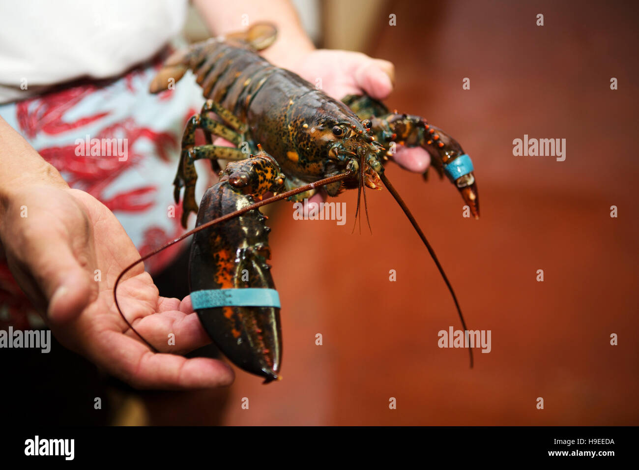 A man holds a lobster at Halls Harbour Lobster Pound in Nova Scotia, Canada. Hall's Harbour has a long history of lobster fishing. Stock Photo